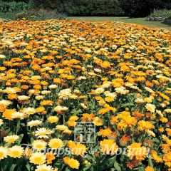 Graines de Calendula officinalis Citrus Cocktail - Souci des Jardins nain