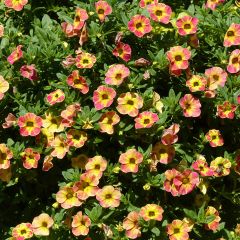 Calibrachoa Chamaeleon Sunshine Berry - Mini-pétunia