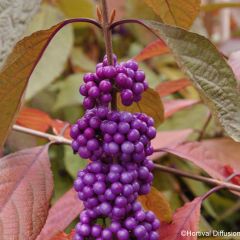 Callicarpa bodinieri Imperial Pearl