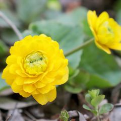 Caltha palustris Plena - Populage double 