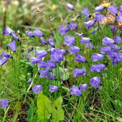 Campanula rotundifolia - Campanule à feuilles rondes