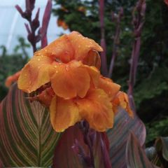 Canna Durban