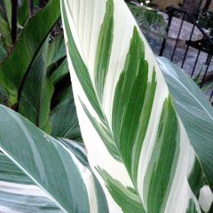 Canna Stuttgart - Balisier panaché à fleurs orange saumoné