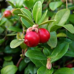 Canneberge - Cranberry- Vaccinium macrocarpon Pilgrim