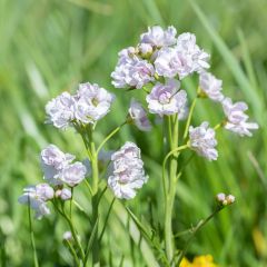 Cardamine pratensis Flore Pleno, Cresson des près