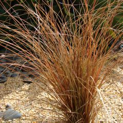 Carex comans Bronze Form - Laîche de Nouvelle-Zélande