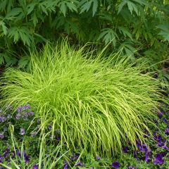 Carex elata Aurea - Laîche dorée