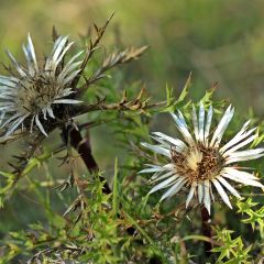 Carlina acaulis ssp. simplex - Carline à tige courte, des Alpes