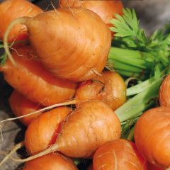 Carotte Marché de Paris - Daucus carota