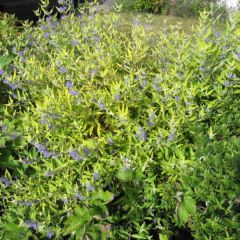 Caryopteris Worcester Gold - Spirée bleue, Barbe-bleue