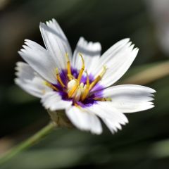 Catananche caerulea Alba - Cupidone blanche