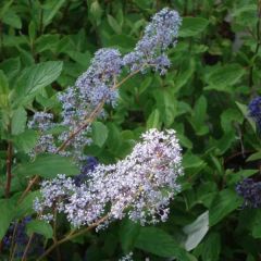 Ceanothe Gloire de Versailles - Ceanothus delilianus