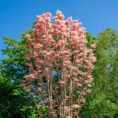 Toona sinensis Flamingo - Acajou de Chine