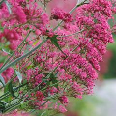 Valériane des jardins - Centranthus ruber