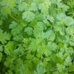 Cerfeuil commun en plants - Anthriscus cerefolium