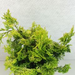 Chamaecyparis obtusa Aurea - Faux cyprès hinoki du Japon                     