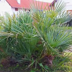 Chamaerops humilis cerifera - Palmier nain bleuté