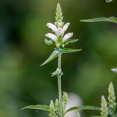 Chelone glabra, Galane