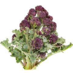 Chou Brocoli Early Purple Sprouting Bio