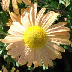 Chrysanthème rubellum Mary Stoker - Marguerite d'automne
