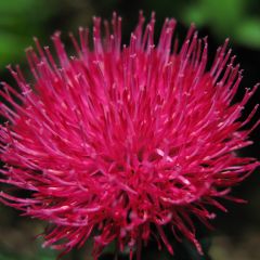 Cirsium japonicum Rose Beauty - Cirse du Japon