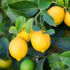 Citronnier des 4 saisons - Citrus limon