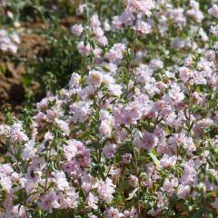 Graines de Clarkia élégant Apple Blossom