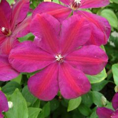 Clématite - Clematis Westerplatte