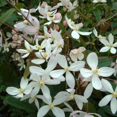 Clematis armandii Apple Blossom - clématite du père Armand