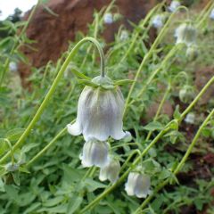 Codonopsis ovata