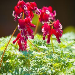 Coeur de Marie rouge - Dicentra Burning Hearts®