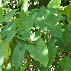 Colocasia esculenta - Oreille d'éléphant - Taro