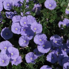 Convolvulus sabatius Moroccan Beauty