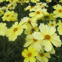 Coreopsis Full Moon Madness