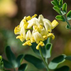 Coronille - Coronilla valentina subsp. glauca Citrina
