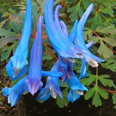Corydalis flexuosa - Corydale de Chine bleu vif