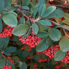 Cotoneaster lacteus - Cotonéaster laiteux