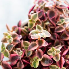 Crassula pellucida ssp. marginalis