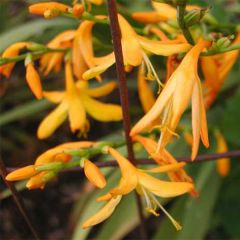 Crocosmia George Davison - Montbretia jaune orangé