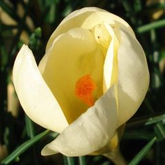 Crocus chrysanthus Cream Beauty