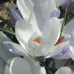 Crocus chrysanthus Blue Pearl