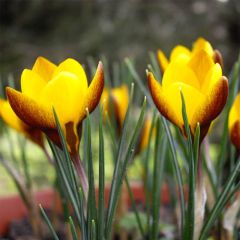 Crocus chrysanthus Zwanenburg Bronze