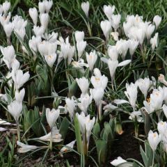 Crocus Mammouth Jeanne d'Arc