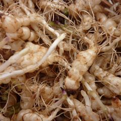 Crosnes - Crosne du Japon BIO - godet