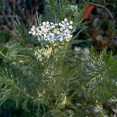 Cumin des prés ou Carvi BIO