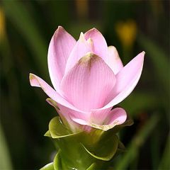 Curcuma alismatifolia Pink - Tulipe du Siam