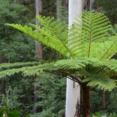 Cyathea cooperi - Fougère arborescente