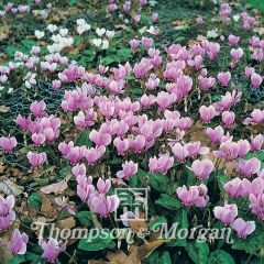 Graines de Cyclamen de jardin en mélange - Cyclamen All The Year Round Flowering Mixed