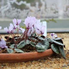 Cyclamen cilicium rose - Cyclamen de Cilicie