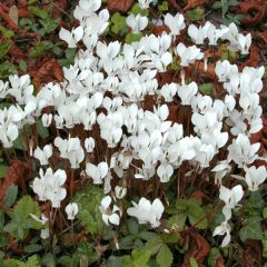 Cyclamen de Naples blanc